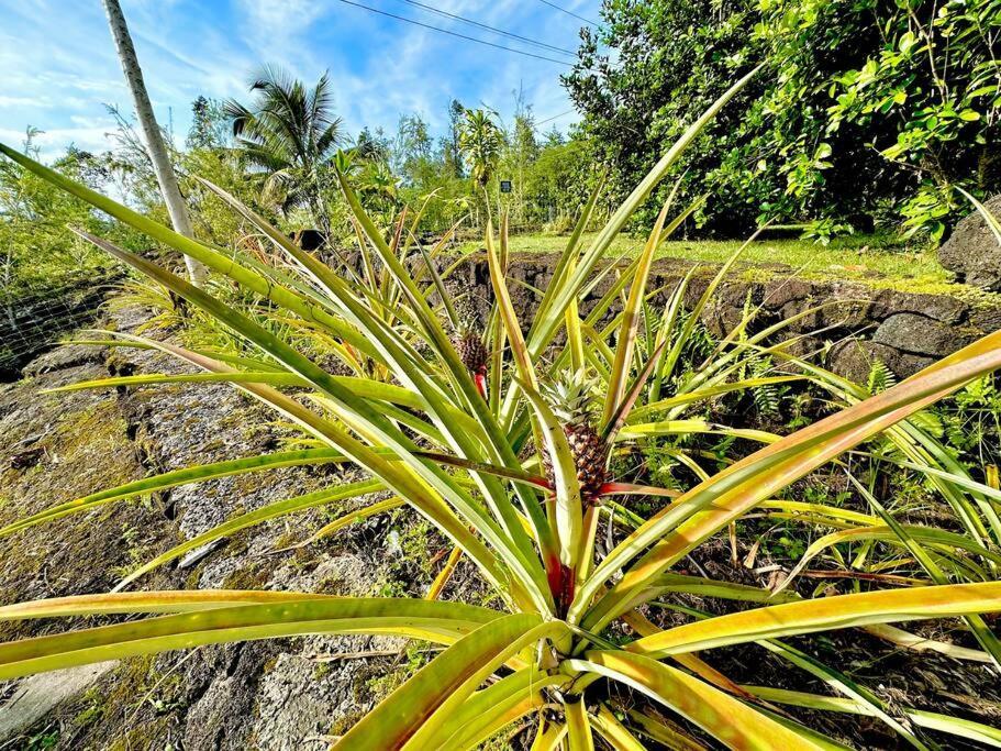 Puna Zen Botanical Garden Retreat Keaau Eksteriør billede