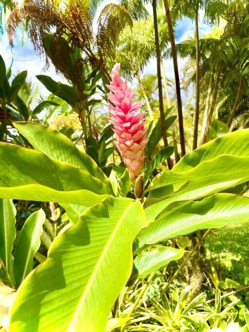 Home Near Volcano National Park, Hilo, Kehena Keaau Eksteriør billede